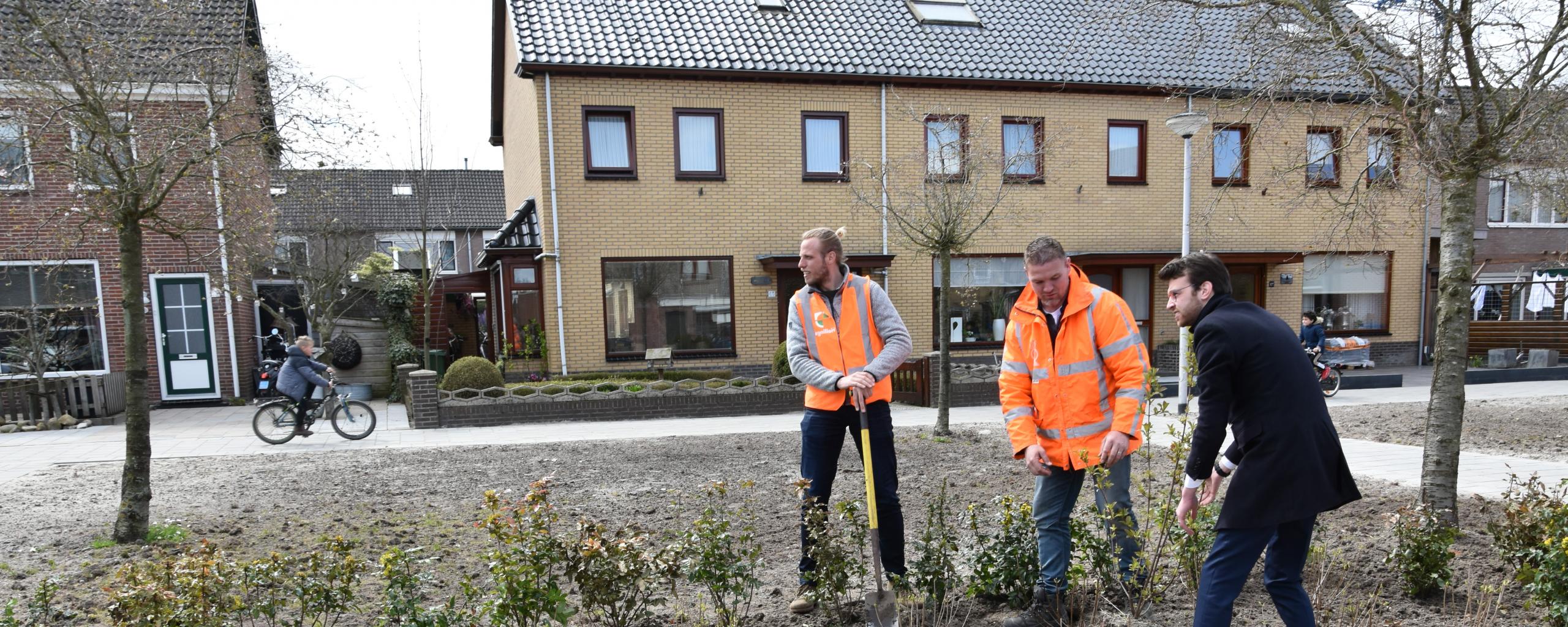 Wethouder Middelkoop plant een heester