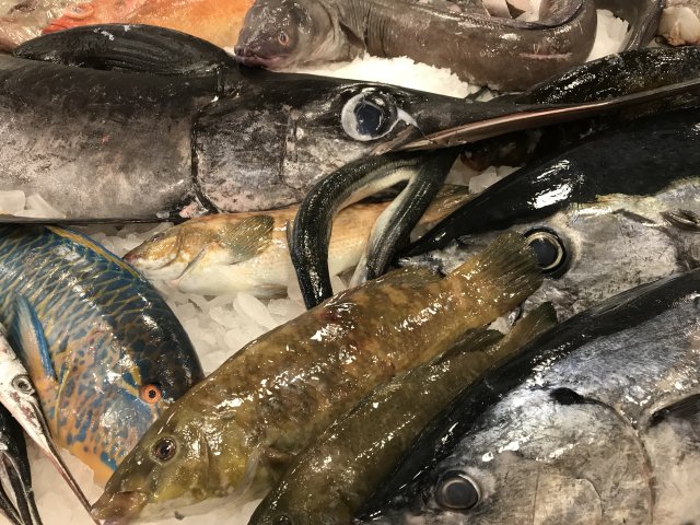 Diverse vissen